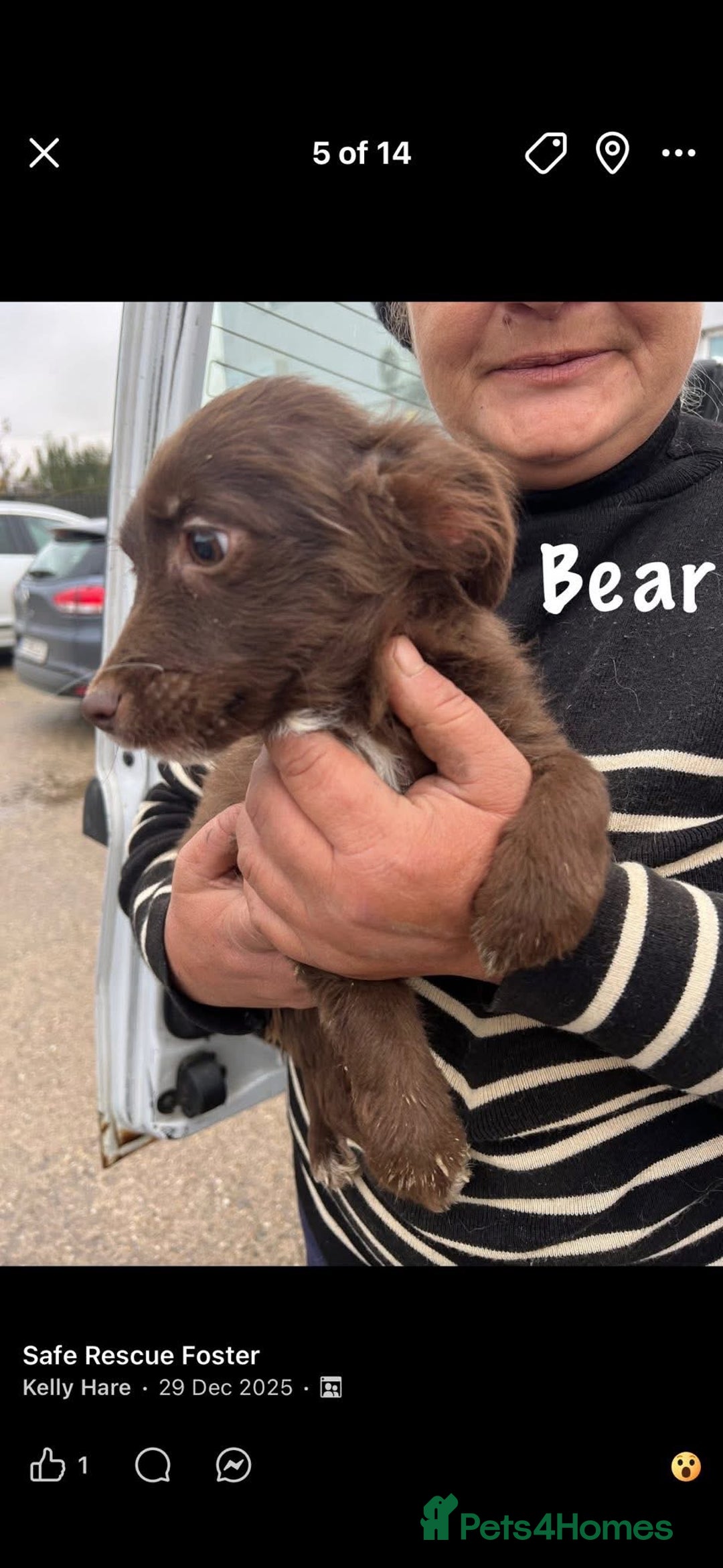 Mixed Breed dogs for adoption: Bear - North Walsham Norfolk  - Advert 2
