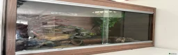 Leopard Gecko reptiles for sale: Young Leopard Gecko plus full vicarious set up in York - Advert 4