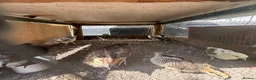 Chickens poultry for sale: Day old chicks and growers 🥰 - Advert 13