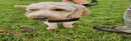 Cockapoo dogs for sale: Male cockapoo in Hull - Advert 12