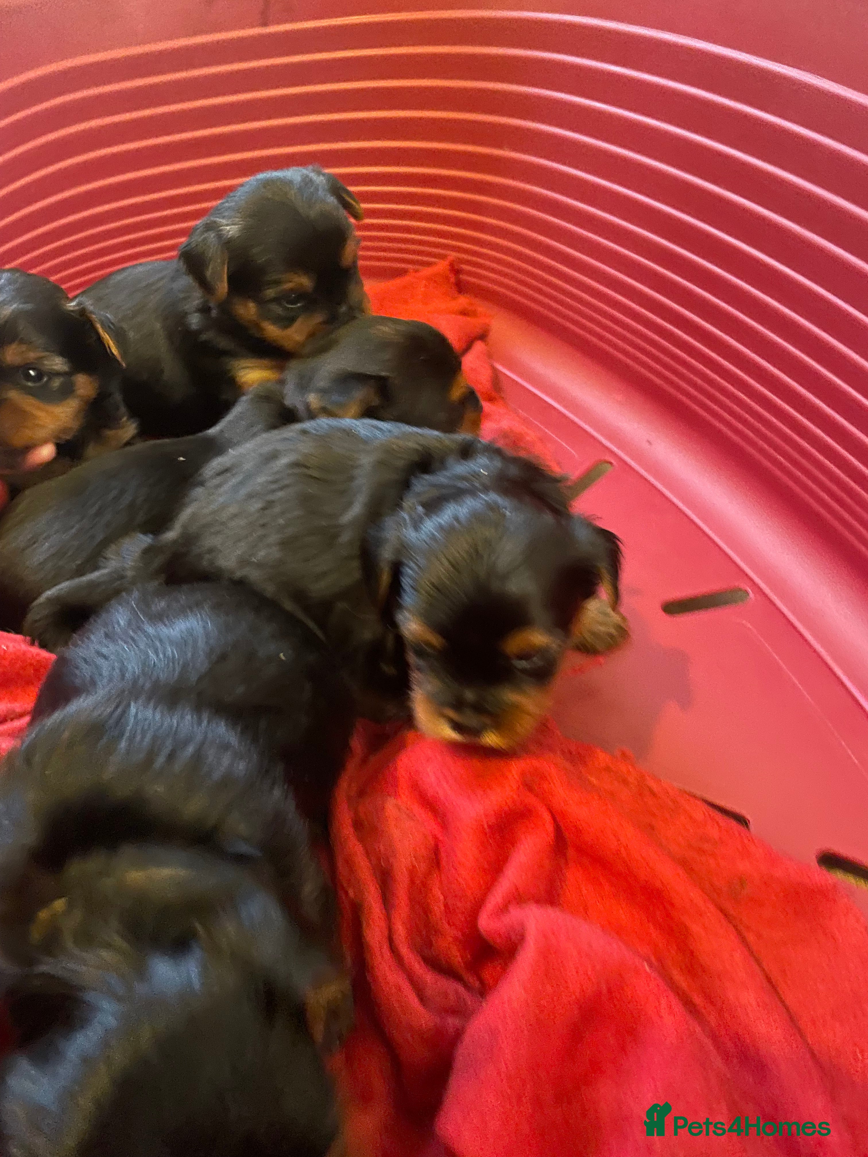 Yorkshire Terrier dogs Black and tan Yorkshire terrier puppies - Advert 12