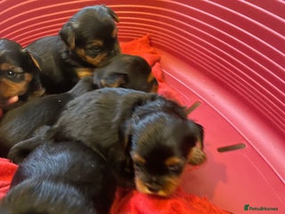 Yorkshire Terrier dogs Black and tan Yorkshire terrier puppies - Advert 1