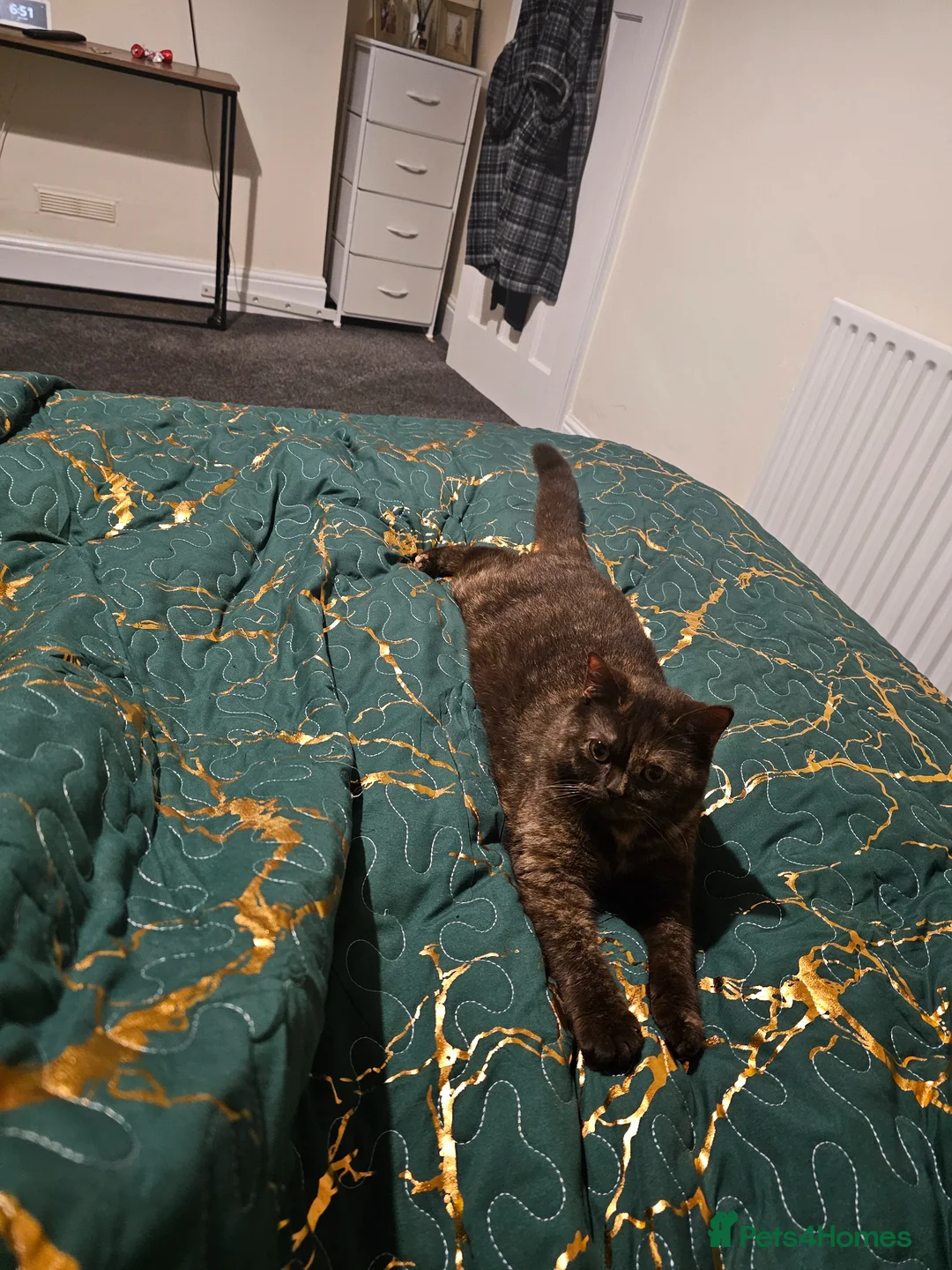 British Shorthair cats for sale: British Shorthair kittens - Advert 2