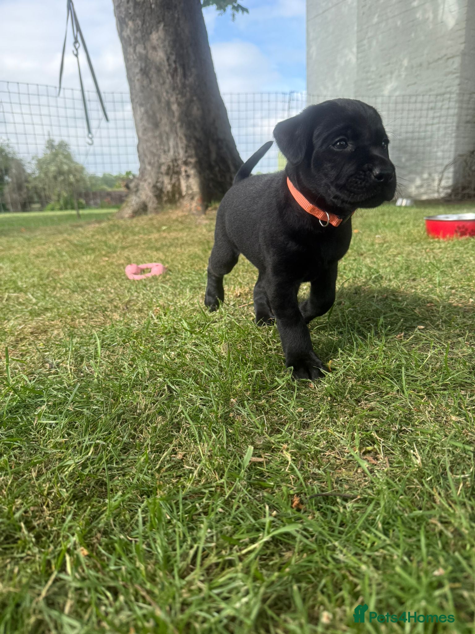 Labrador Retriever dogs for sale: Beautiful litter of Labrador puppies  - Advert 12