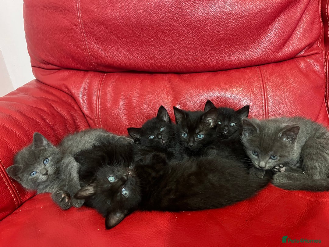 British Shorthair cats for sale: Cute kittens looking for new home. - Image 6
