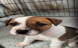 Staffordshire Bull Terrier dogs for sale: 1 puppy left Outstanding dual breeding  - Image 22