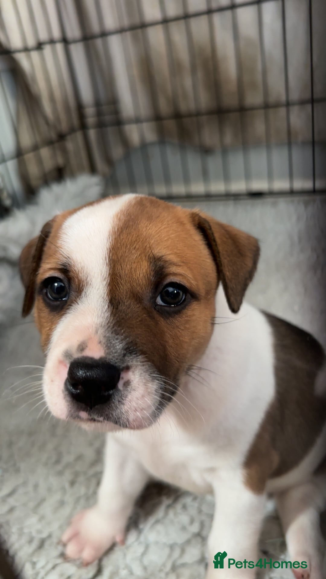 Staffordshire Bull Terrier dogs for sale: 1 puppy left Outstanding dual breeding  - Image 22