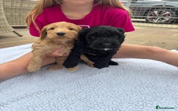 Cockapoo dogs for sale: Cockapoo Puppies  - Image 4