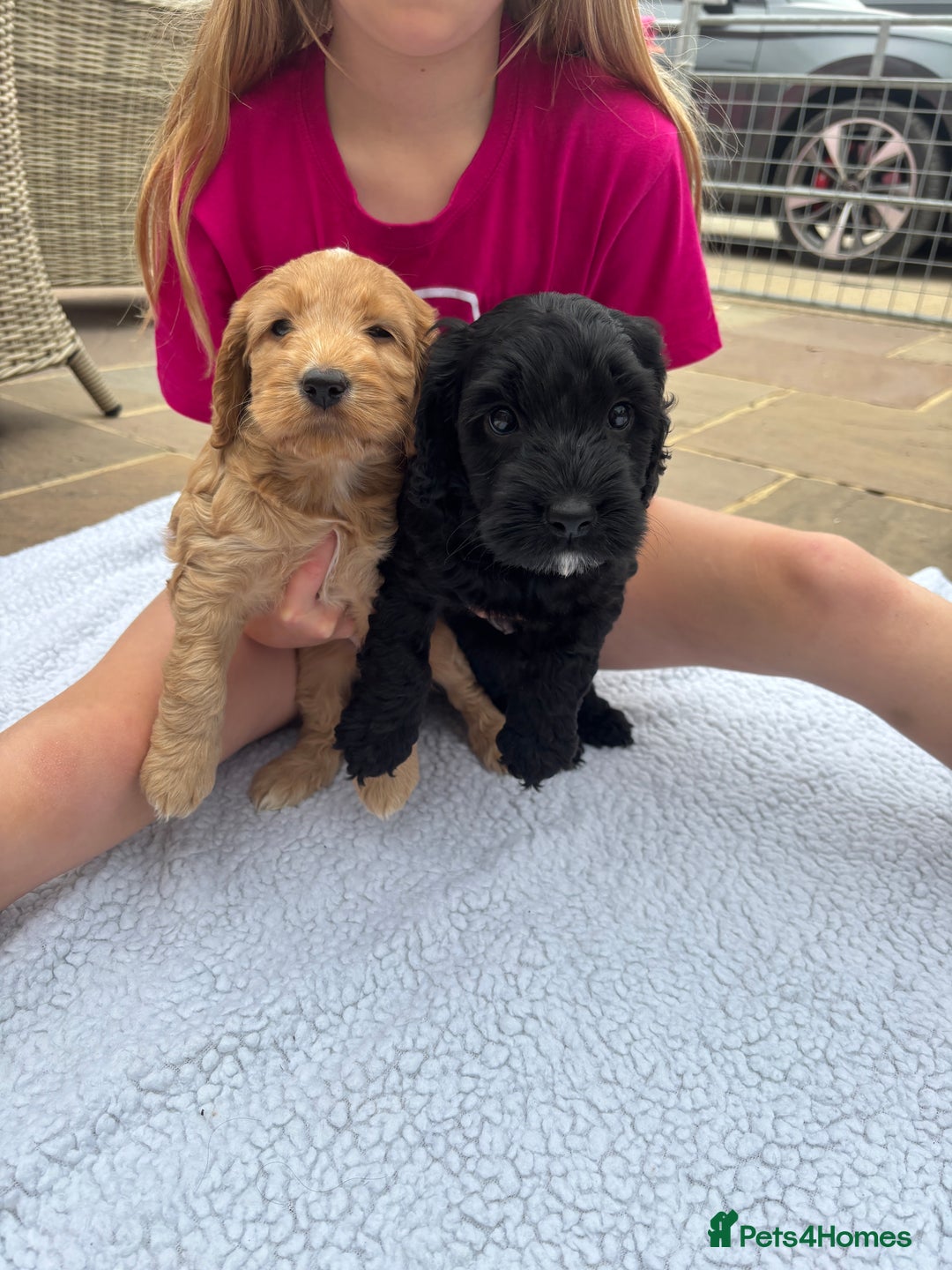 Cockapoo dogs for sale: Cockapoo Puppies  - Image 4