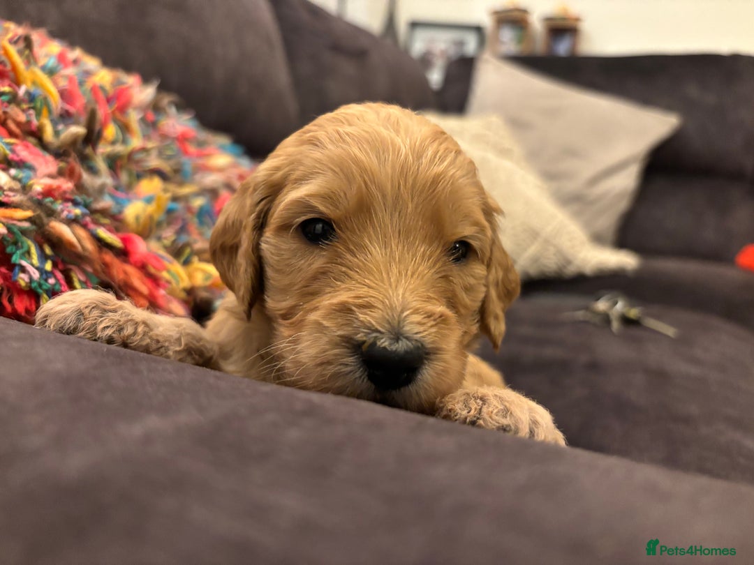 Double Doodle dogs for sale: 10 beautiful double doodles born on 24/08/2025 - Image 23