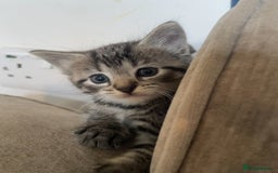 Mixed Breed cats for sale: Mixed breed ragdoll & tabby kittens - Image 19