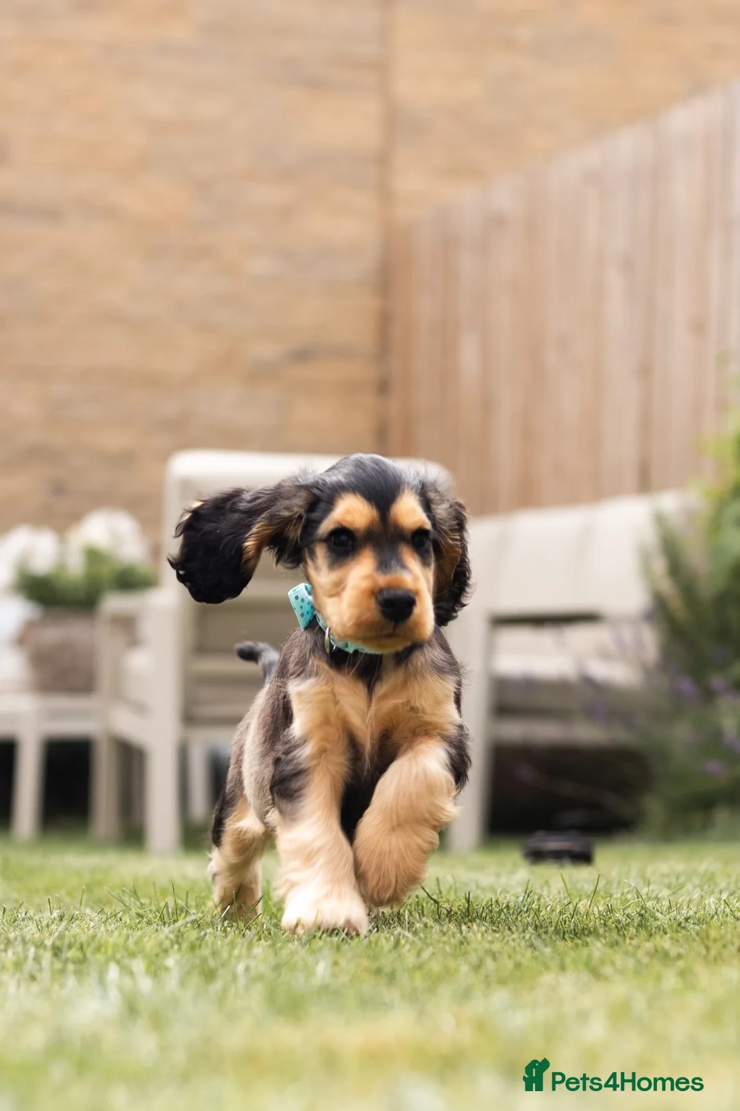 Cocker Spaniel dogs for stud: 🧡🧡 KC REG Stud Orange Roan Show Cocker Spaniel in Northallerton - Advert 27