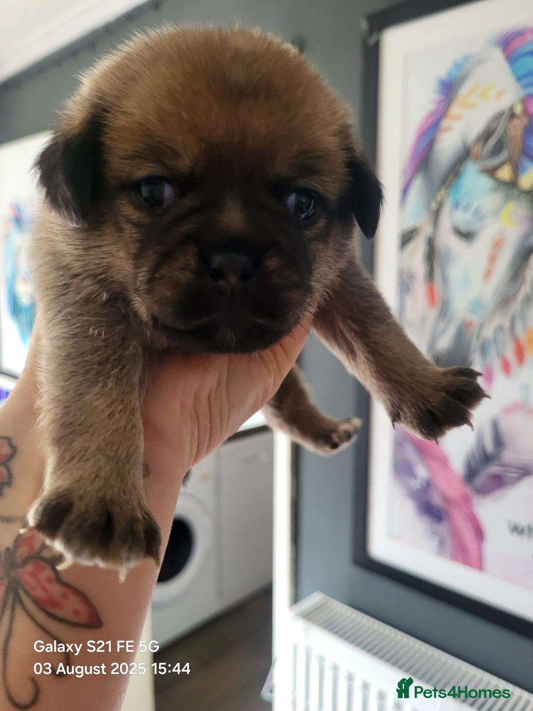 Jug dogs for sale: Jug puppies  - Image 1