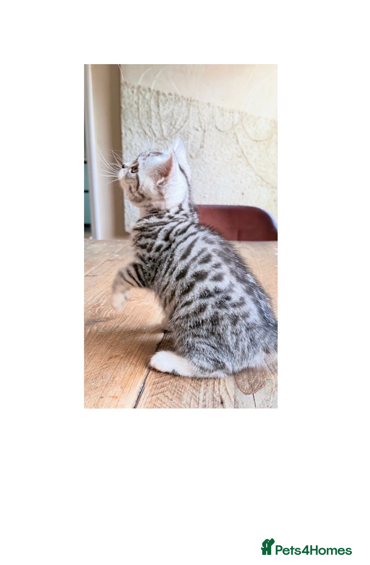 British Shorthair cats Silver Spotted British Shorthair Kittens - Advert 18