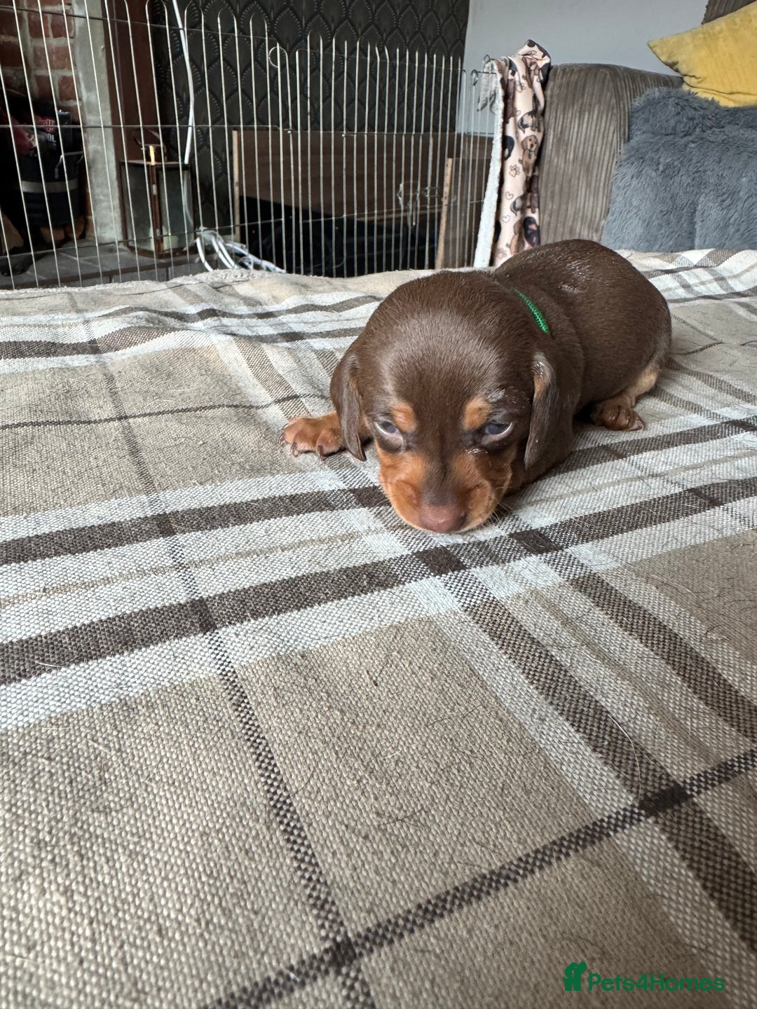 Miniature Dachshund dogs for sale: 🐾 Miniature Dachshund Puppies for Sale 🐾 - Image 11