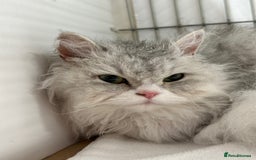 Selkirk Rex cats for sale: 3 year old retired Selkirk Rex Girl Available - Image 4