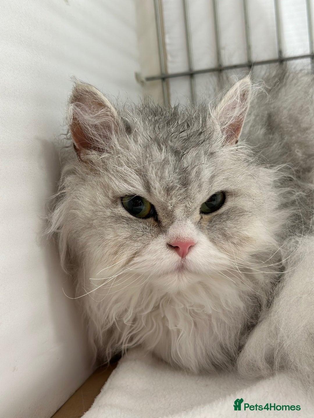 Selkirk Rex cats for sale: 3 year old retired Selkirk Rex Girl Available - Image 4