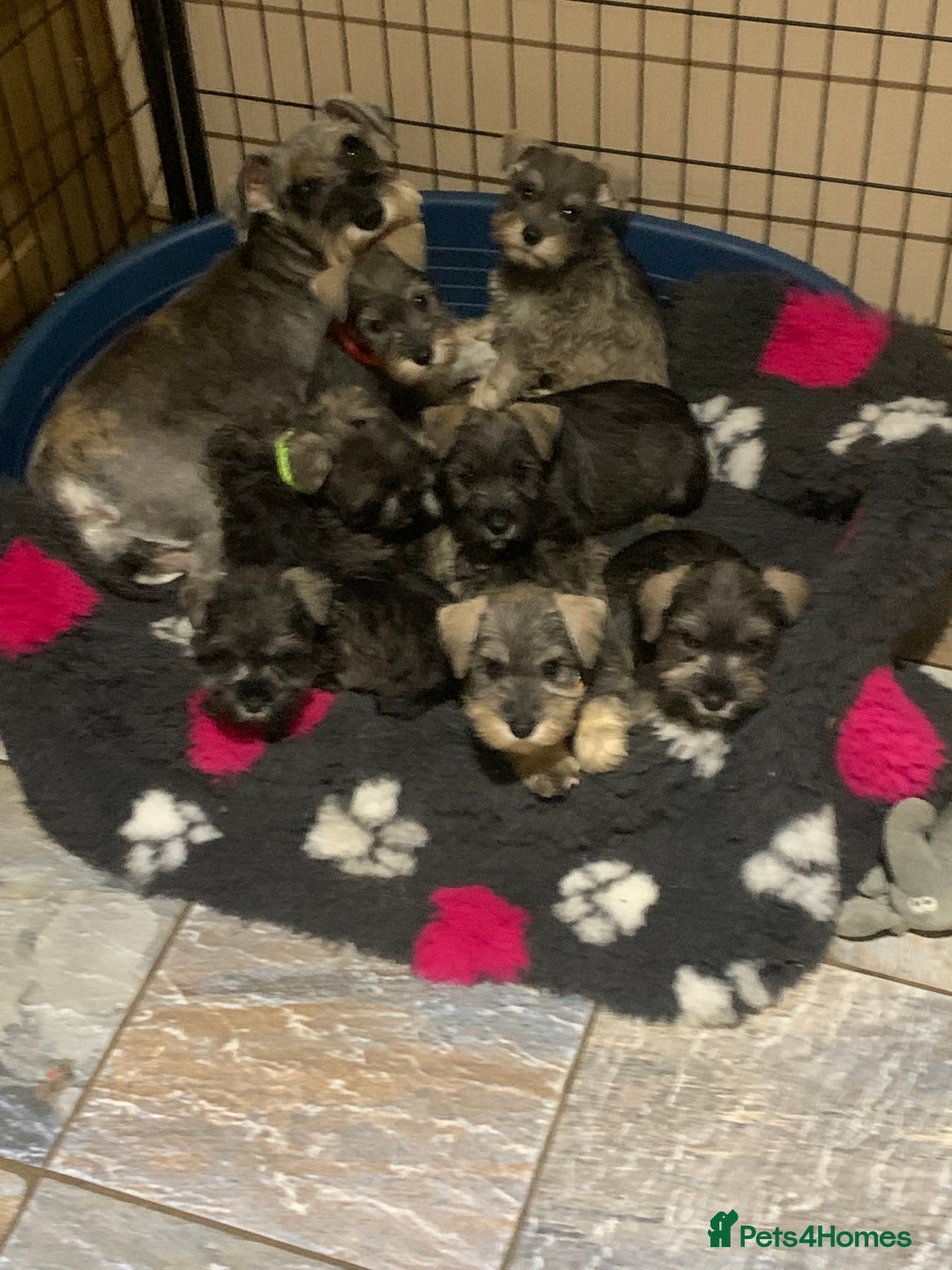 Miniature Schnauzer dogs for sale: Miniature schnauzer puppies  - Advert 2