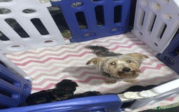 Yorkshire Terrier dogs for sale: Adorable Yorkshire Terrier Male Puppy 🐾 11 w.o. - Image 7