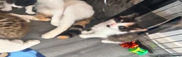 Mixed Breed cats for sale: Two female calico x ragdoll x persian kittens - Advert 3