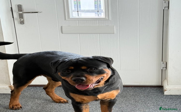 Rottweiler dogs - Advert 1
