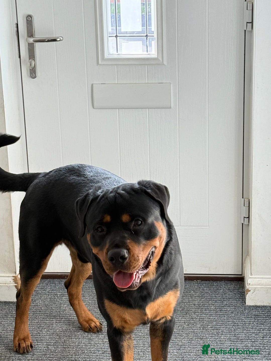 Rottweiler dogs for stud: Handsome Rottweiler Stud - West Midlands - Image 1