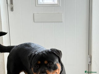 Rottweiler dogs - Advert 16