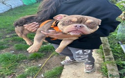 American Bully dogs for sale: Micro bully female 12 months - Image 3