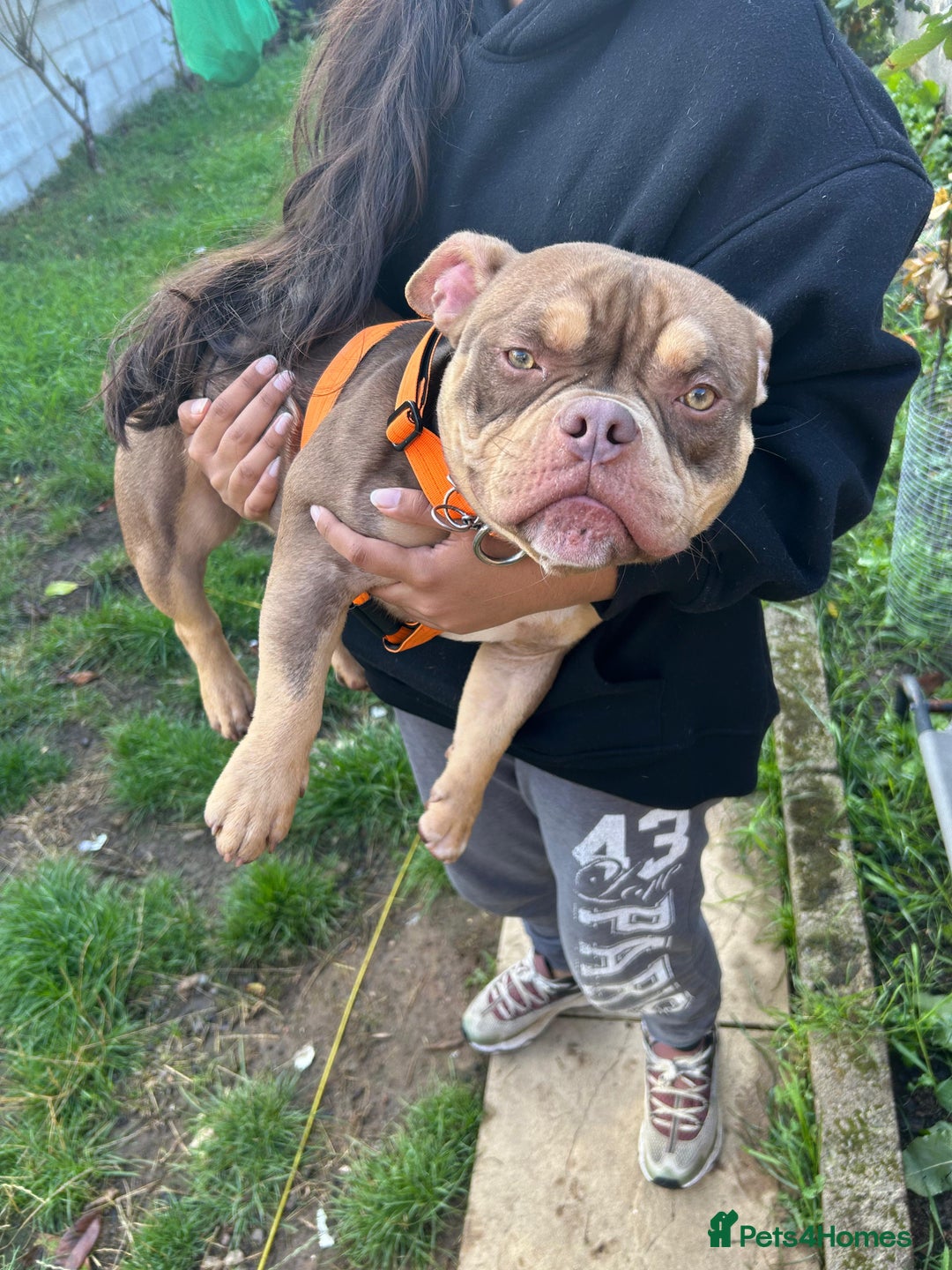 American Bully dogs for sale: Micro bully female 12 months - Image 3