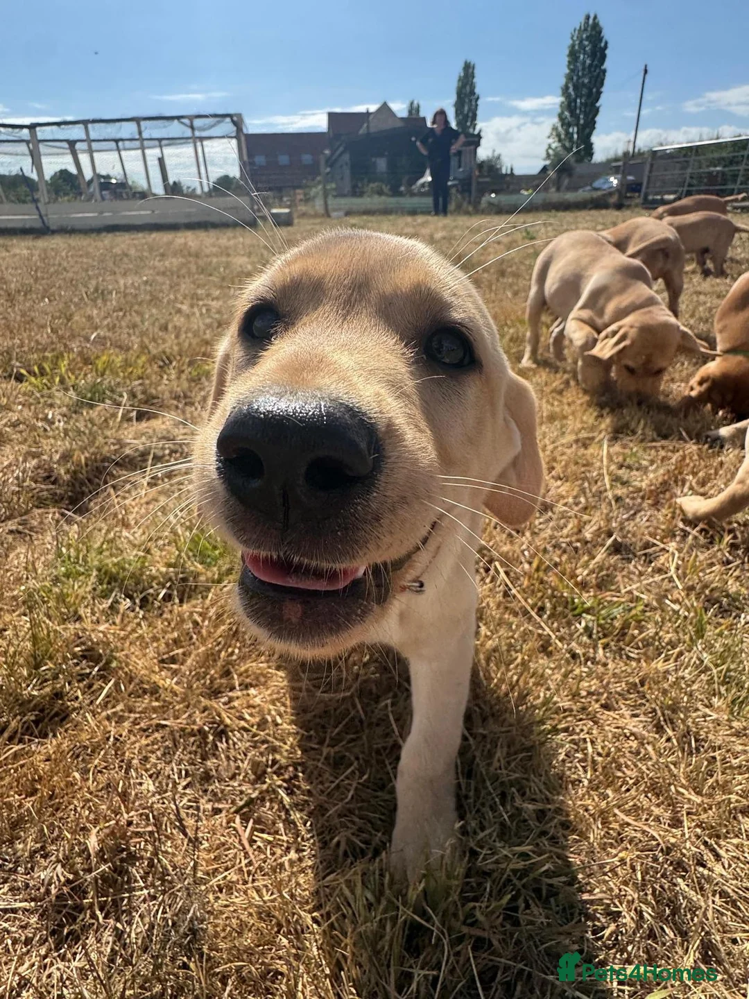 Labrador Retriever dogs for sale: Farm Reared Fox Red & Cream Labradors - Advert 17