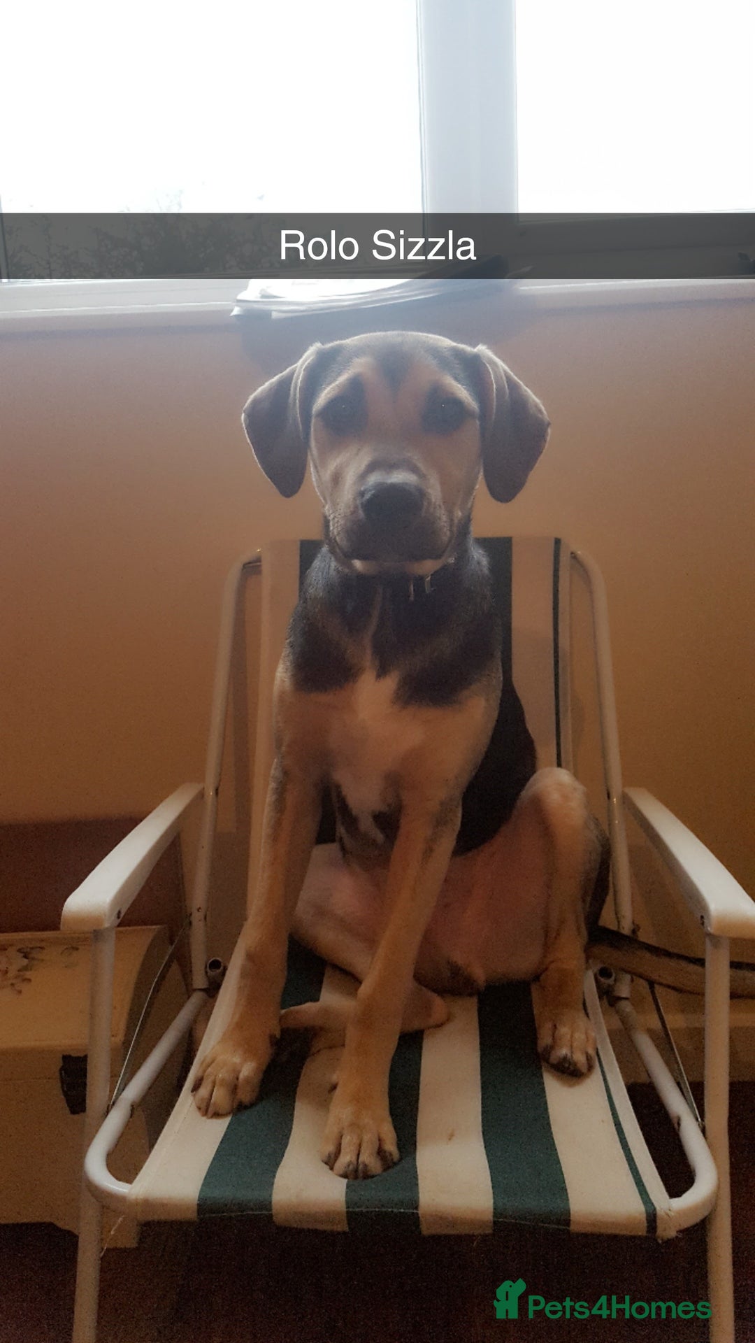 Mixed Breed dogs for sale: Rolo Sizzla - Advert 4
