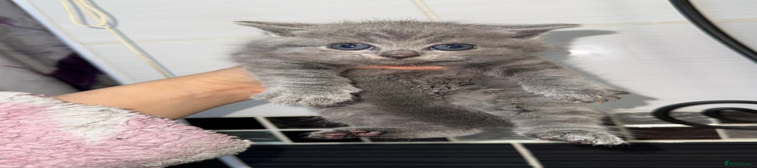 British Shorthair Kitten 3