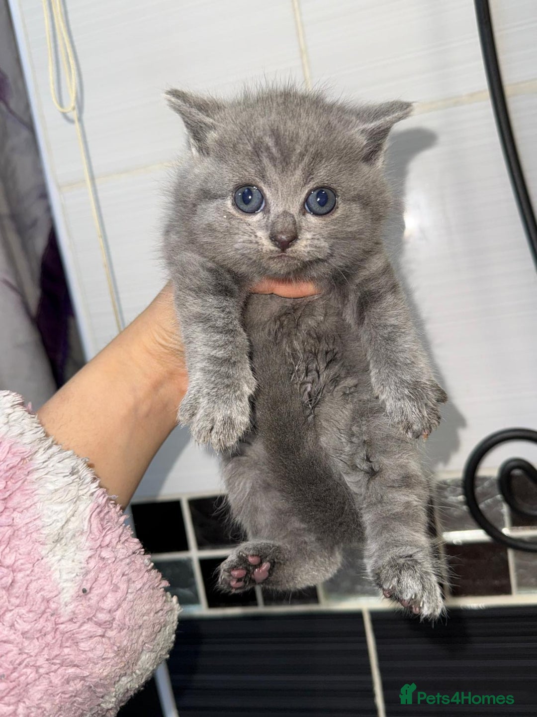 British Shorthair cats for sale: BSH kittens - Advert 11