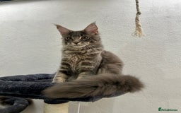 Maine Coon cats for sale: Stunning TICA Registered Maine Coon Boys Available - Image 13