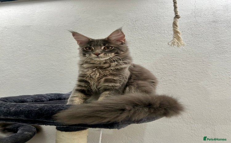 Maine Coon cats - Advert 3