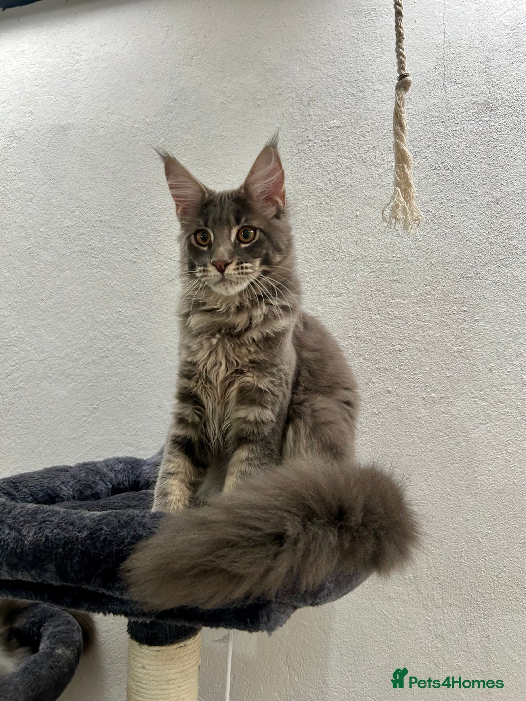 Maine Coon cats for sale: Stunning TICA Registered Maine Coon Boys Available - Image 13