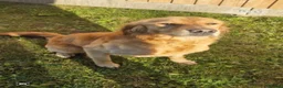 Golden Retriever dogs for sale: Fully Vaccinated Working Golden Retriever puppy - Advert 12