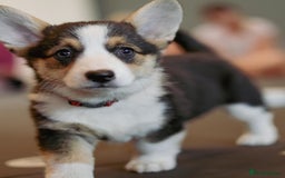 Welsh Corgi Pembroke dogs for sale: Pembroke corgi puppies  in Sturminster Newton - Image 4