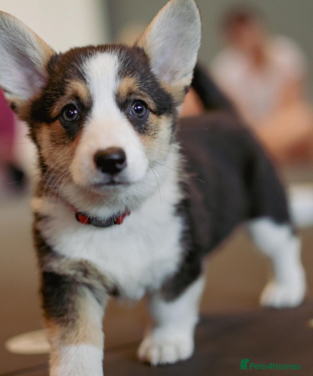 Welsh Corgi Pembroke dogs for sale: Pembroke corgi puppies  in Sturminster Newton - Image 4