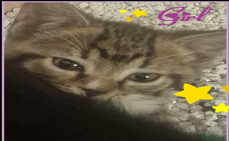 Mixed Breed cats - Advert 12