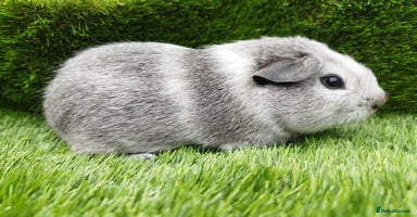 Guinea Pig rodents - Advert 12