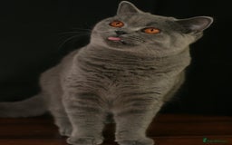 British Shorthair cats for sale: British Shorthair adult female  - Image 5