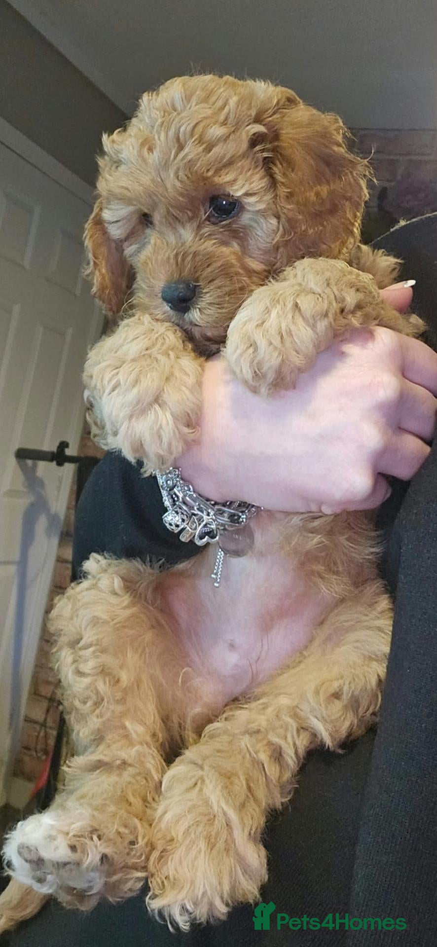 Cavapoo dogs Beautiful Cavapoo Puppies DUE NOV 7TH - Advert 15