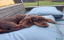 Miniature Dachshund dogs for sale: 5month old long haired bitch chocolate  - Image 4
