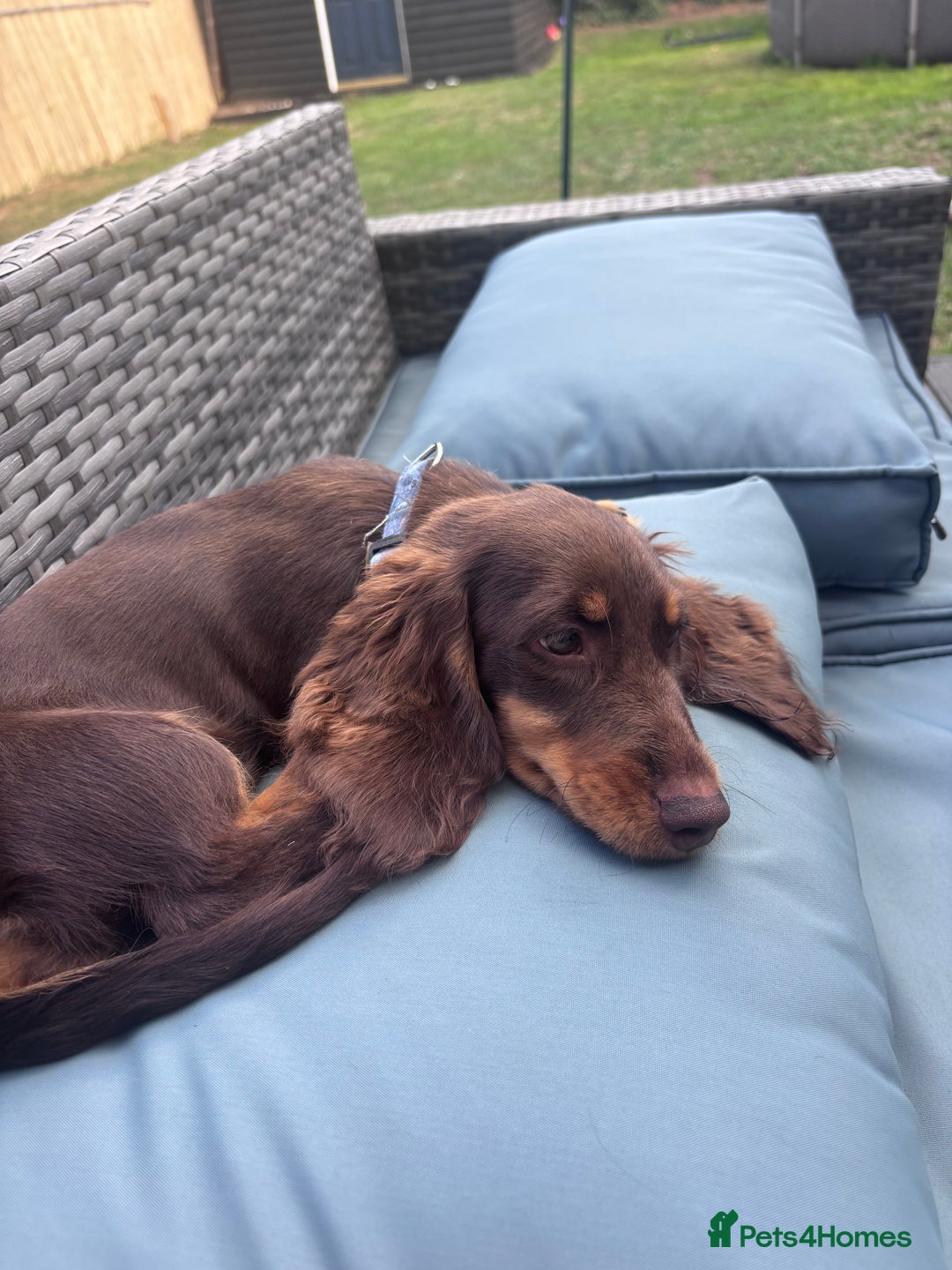 Miniature Dachshund dogs for sale: 5month old long haired bitch chocolate  - Image 4