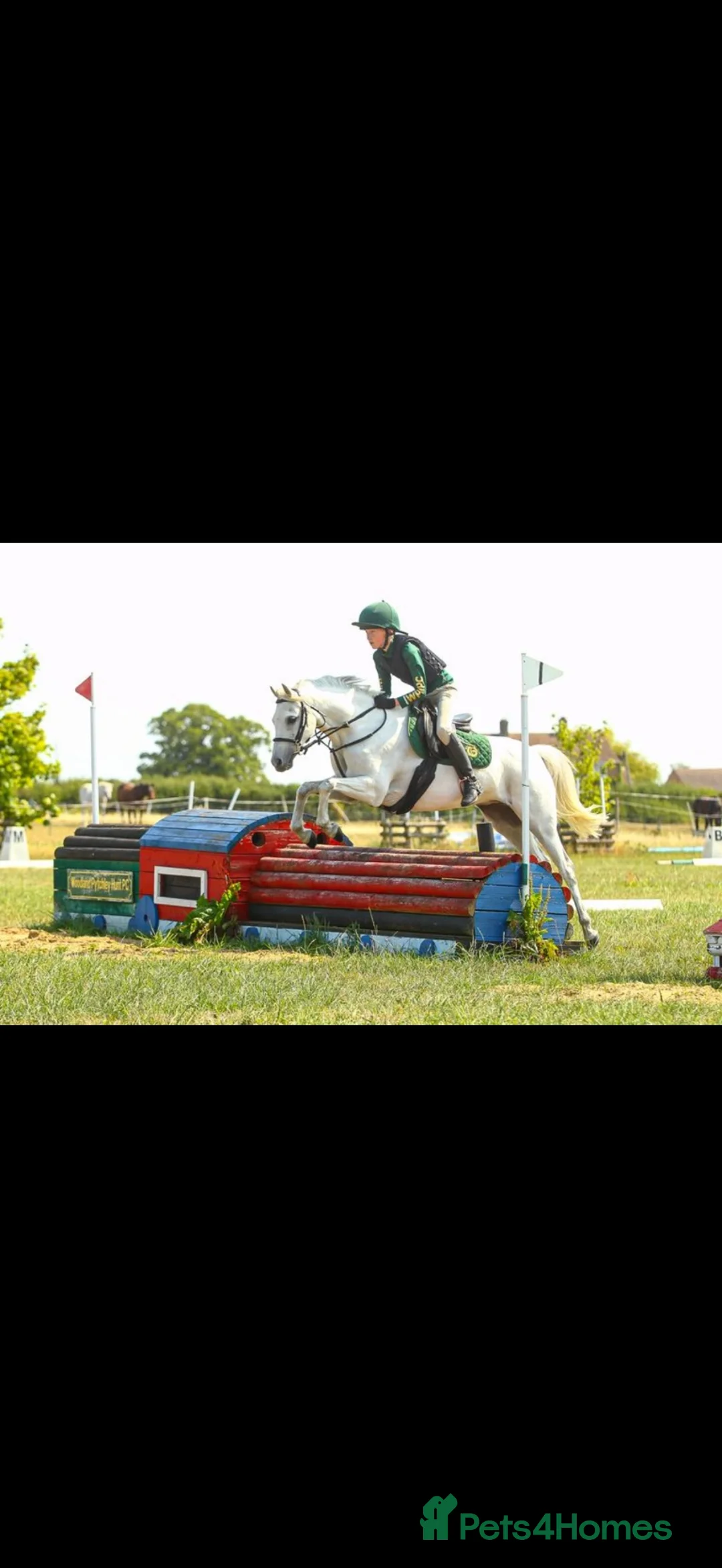 Irish Sports horses for sale: 13.1 Welsh x Irish sports pony  - Advert 2