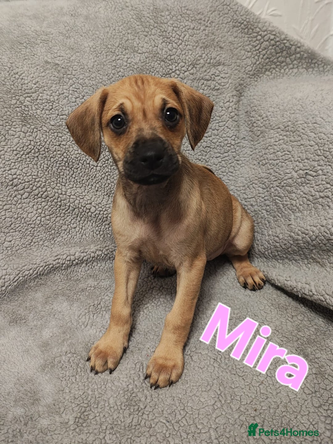 Mixed Breed dogs for sale: Pug x Lucher  - Image 11