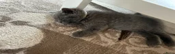 British Shorthair cats for sale: Blue British Shorthair Kittens  3 boys 1 girl - Advert 29