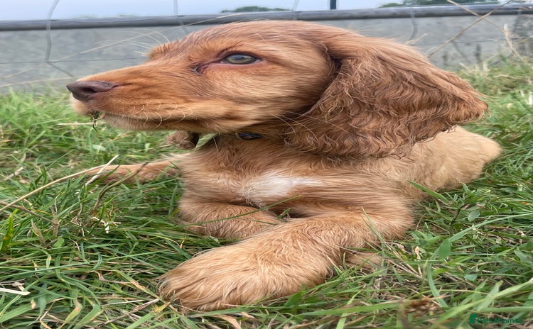 Cocker Spaniel dogs - Advert 1