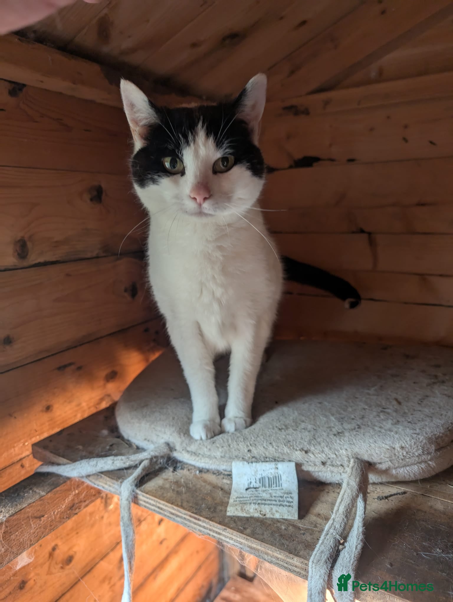 British Shorthair cats Middle aged lady seeks loving home - Advert 12